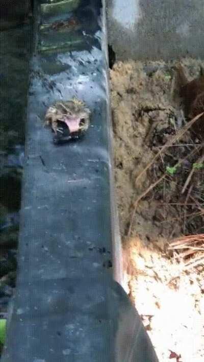 🔥 Frog tasted the beetle but did not eat it, rather leaves it and slaps it 🔥
