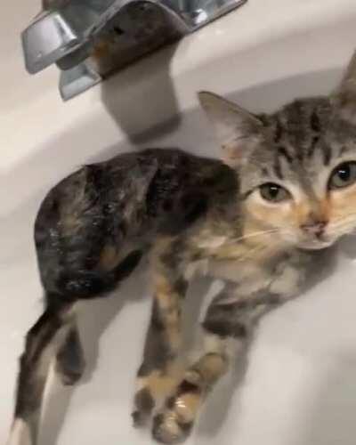 This kitty is broken