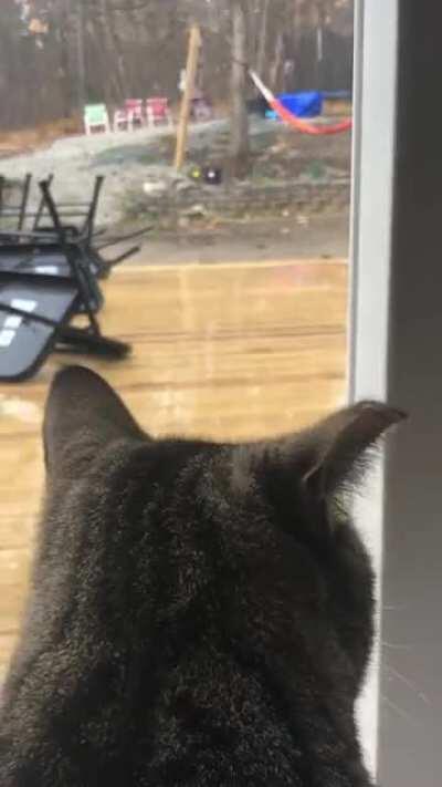 Cat’s eye view in NH