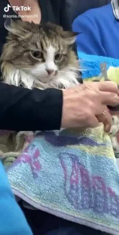 Just another day at the vet