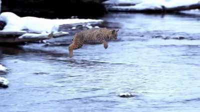 🔥 A bobcat (Lynx rufus) jumps over a river in a single leap.