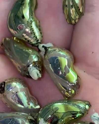 🔥 Tithorea Harmonia Pupae 🦋🦋🦋