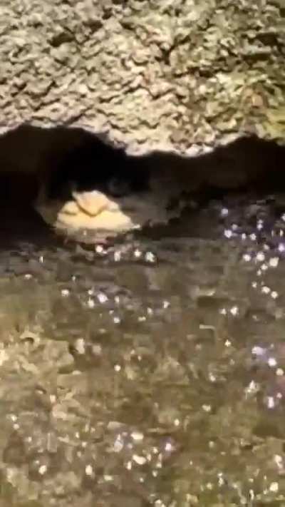 No big deal. Turtles eats snakes 😳