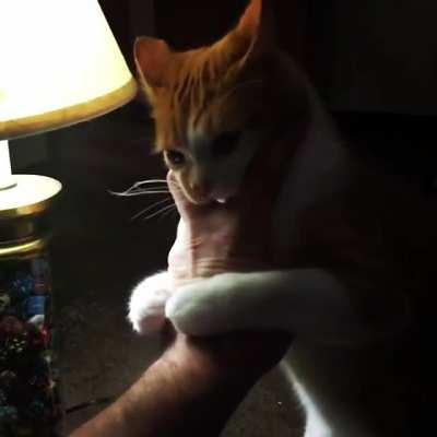 LIoN FuckinG tears sOMe DUdEs hanD CleAn OfF