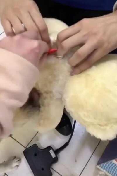 Guide dog getting excited about being able to pick out his own toy