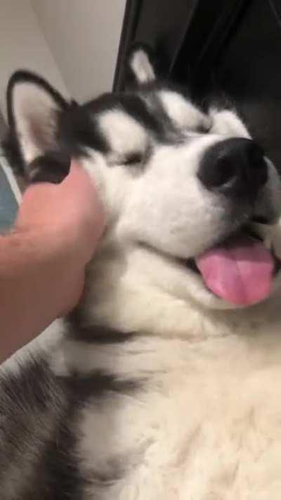 Gretzky. My fat faced, doofy wooly. I love him to death.