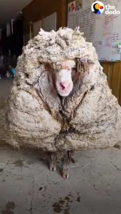 This sheep has not been sheared for a very long time now he is being helped