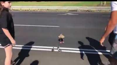 People help birds to cross a busy road