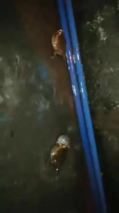 Wunktal combat (sound is essential)