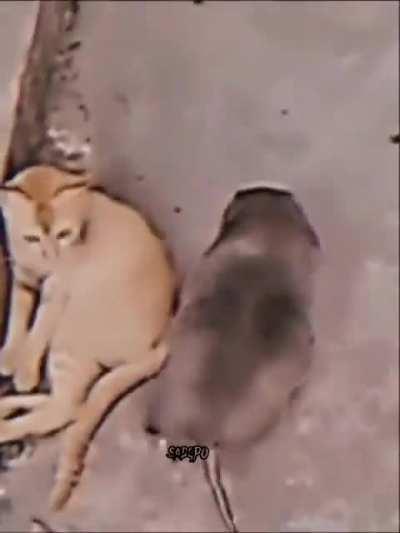 Quase desmaiou de medo tadinho