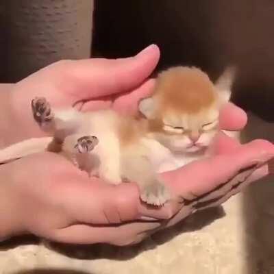 So much adorable ....