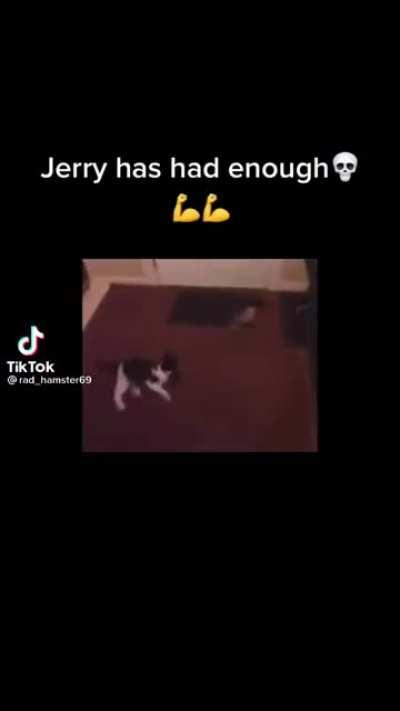 My cat better watch out