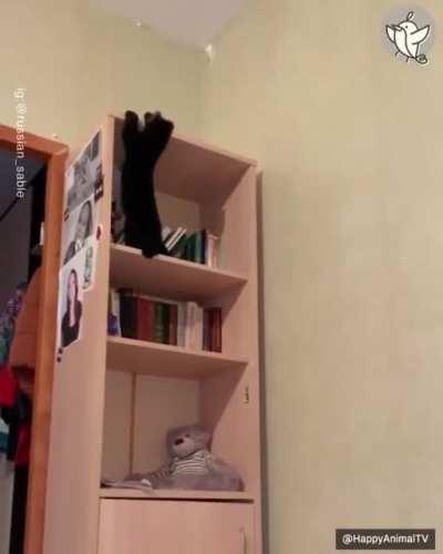 Living with a Black Sable