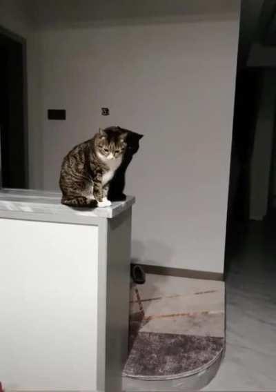 Just a tabby with a shadow......right?