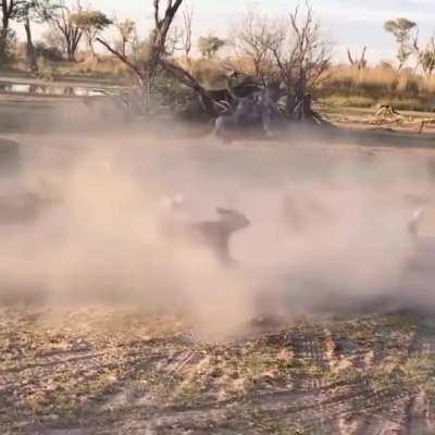 Lioness protecting her cub from a pack of wild dogs alone