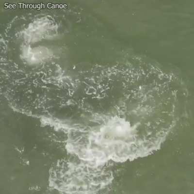 Jumpy fish (Tarpon) putting on a show for people at the beach near St Petersburg, Florida