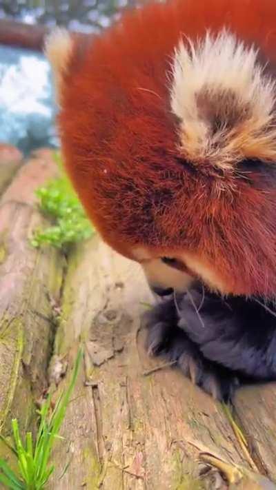 Amazing Red Panda ð¼