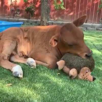 Happy cow and his hedgehog