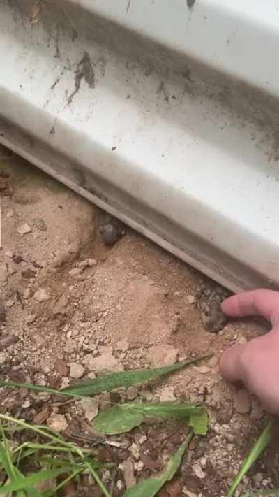 I am a Disney princess