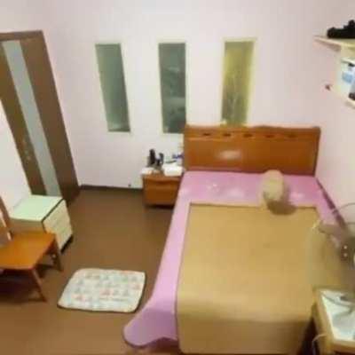 eles estão evoluindo