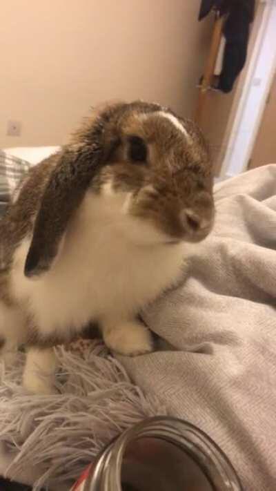 Cutest little dude ❤️🐰