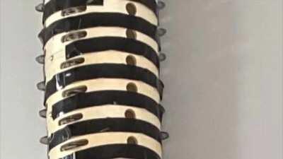 Im not giving up yet because I know Tape Gang can win. (This PP tower is 347 cm or over 11 ft tall)