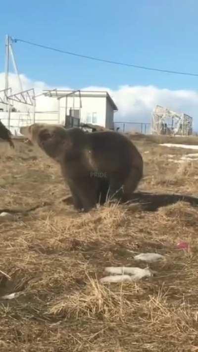 helPLEss mAN GettIng bRutallY maULED BY A griZzly bEar