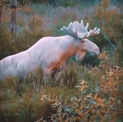 White moose wading into a stream in Sweden