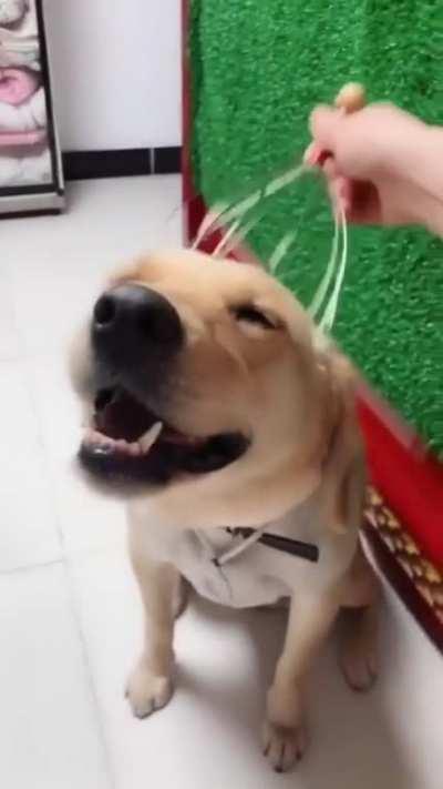 He loves this so much