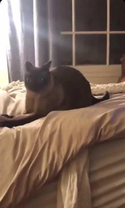 This is what catnip does to a cat.