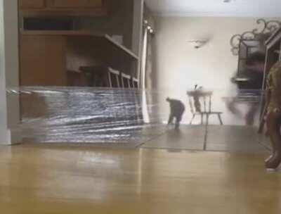 DBS scaring the cat on a wet floor!