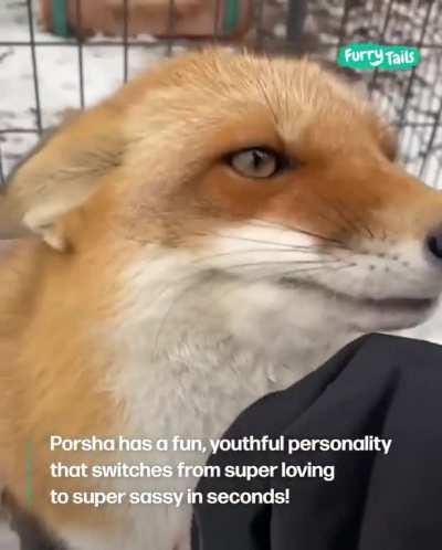 Foxes really are just cat software running on dog hardware