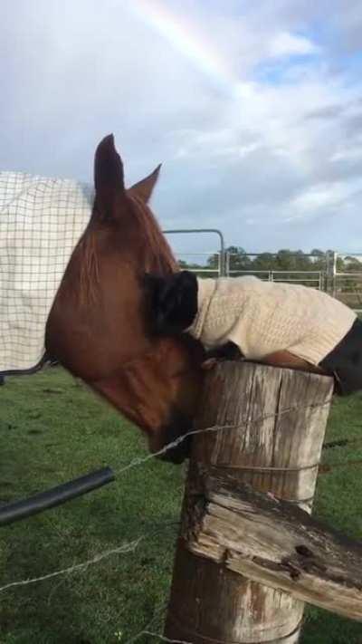 A special friendship