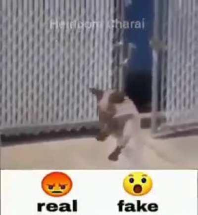 real o fake (créditos Heirloom Charai)