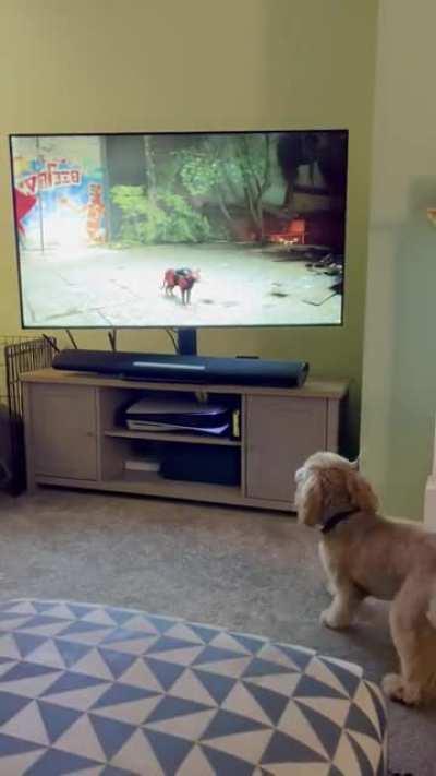 Getting scared when the Stray cat confronts you