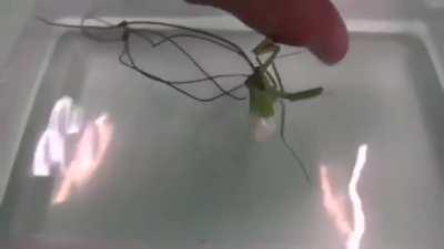 5 horsehair worms parasites inside a zombie praying mantis. In normal life, they control insects’ minds, force them to make a beeline to the bodies of water. Then they can explode out of their host and continue new life circle