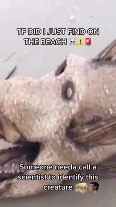 i found this shit in Antalya