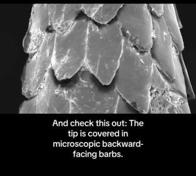 How porcupine quills work