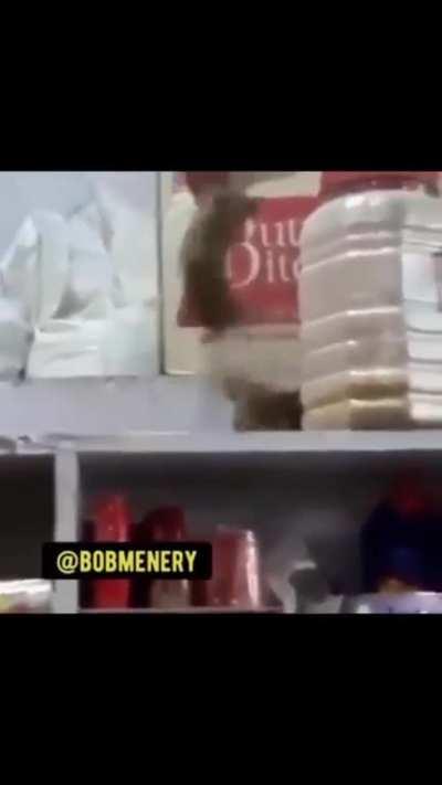 Ring rats going at it.