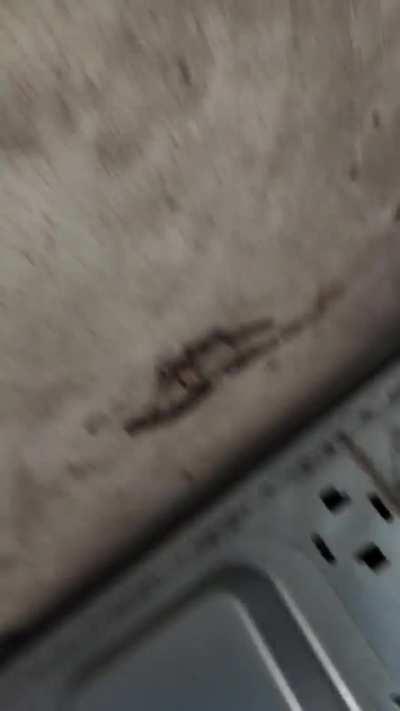 A rabbit crawled into my dryer vent.