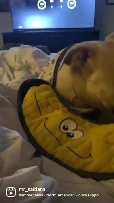 The North American House Hippo