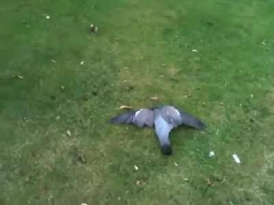 Drunk pigeon kicked out of the bar without it's cars keys