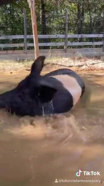 Rescued from a farmers market, Olivia now blows bubbles of contentment at Full Circle Farm Sanctuary 🔈