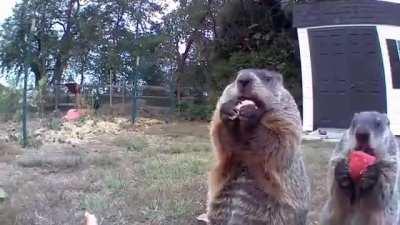 🔥Groundhog steals farmer's crop and eats it in front of his security camera