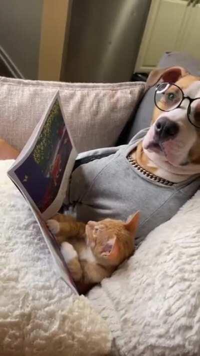 Pets are really amazing...