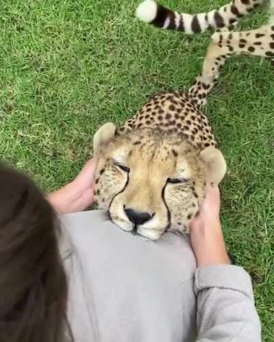 🔥 Cheetah enjoying an ear massage.