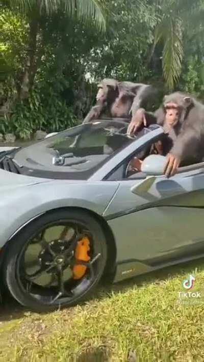 Moon of the Apes 🦍🚀