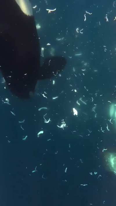 An Orca speared the fvck out of that sunfish, hot him on the side and impact was so great it exploded