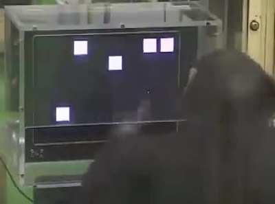 Are you afraid of AI taking your job? What about monkeys?