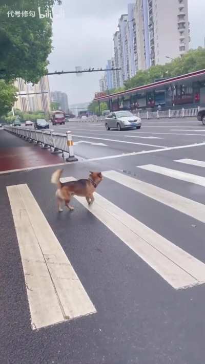 This dog follows traffic rules better than most humans.